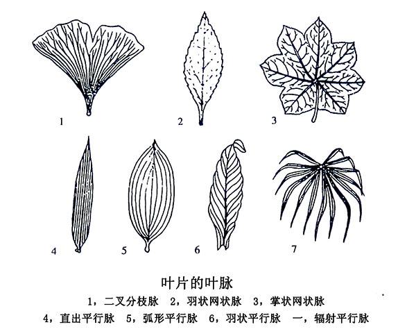 同源器官植物举例