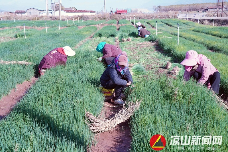 西昌:种植火葱,农民增收致富