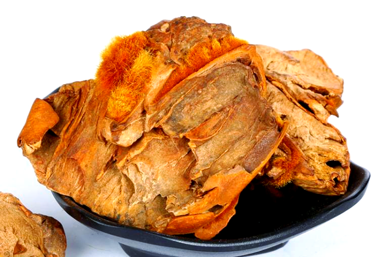 中药材狗脊的详细介绍与多重功效