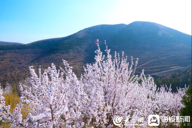 春风十里 不负花期丨青州市王坟镇上稍桃花竞相绽放