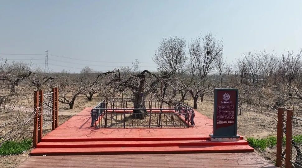 恋乡·骑行保定丨博野冯村:梨园飘香踏春来