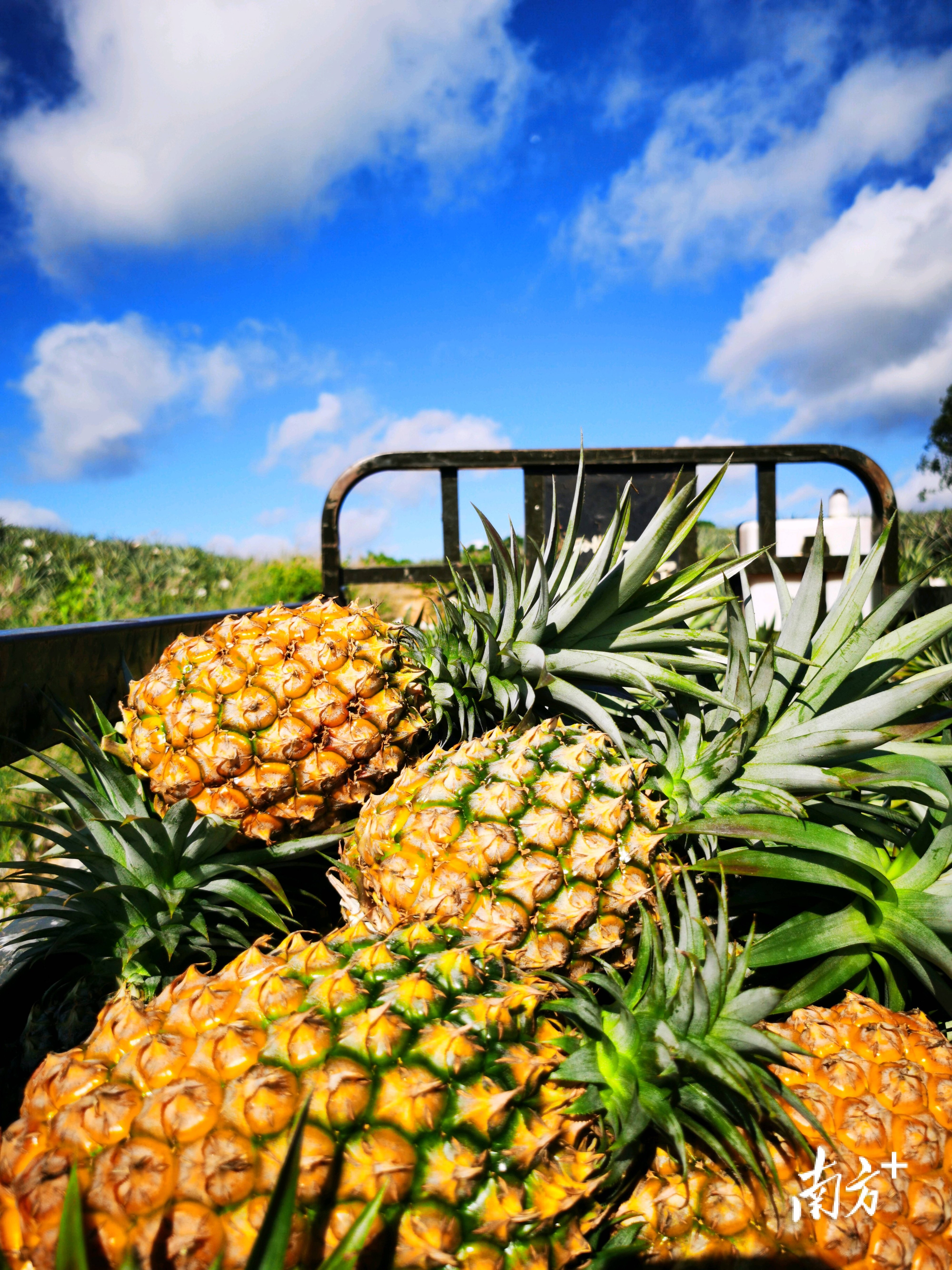来茂名电白,感受满坡的"凤梨香"!