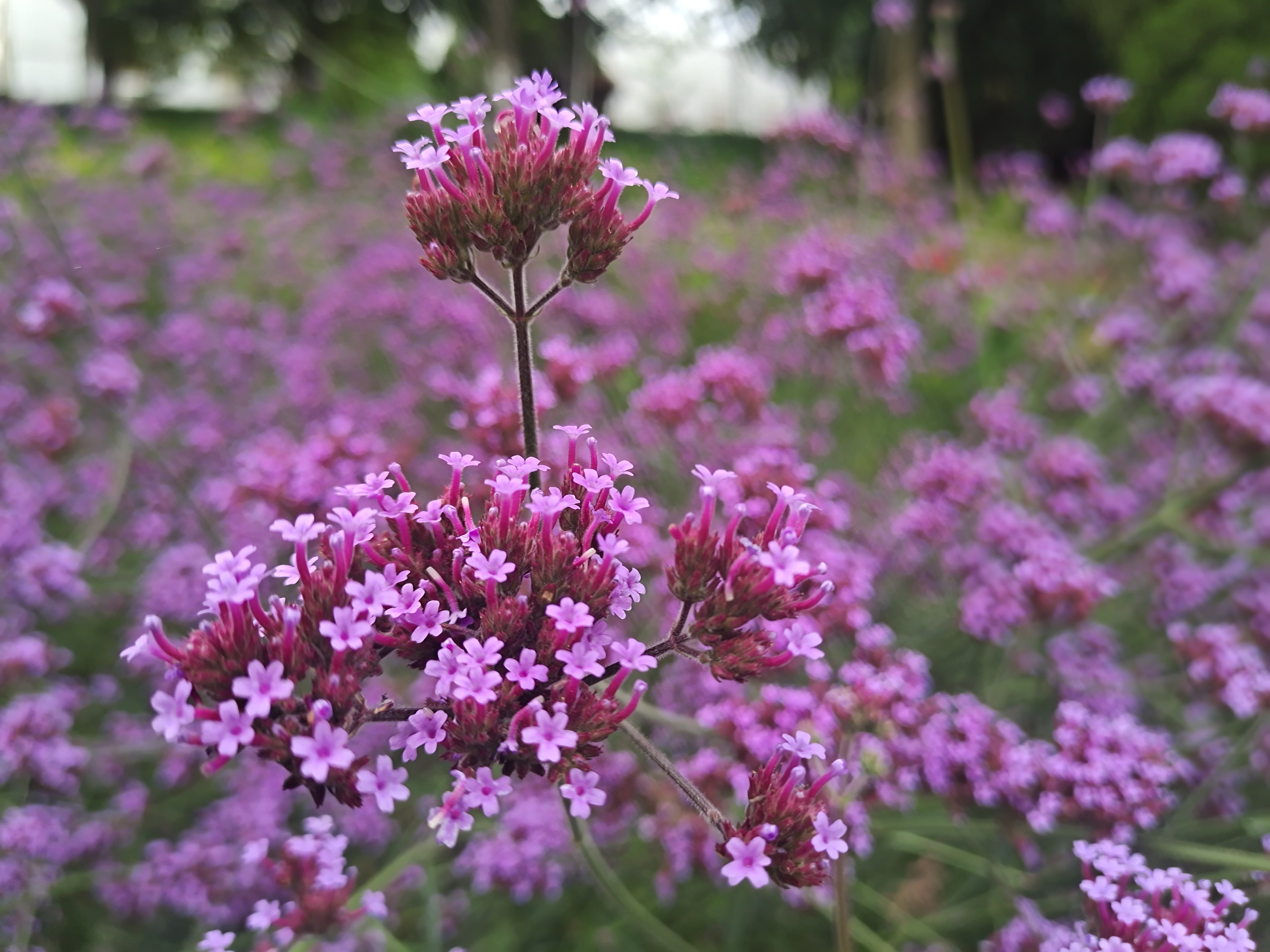 麒麟城区的马鞭草千姿百态
