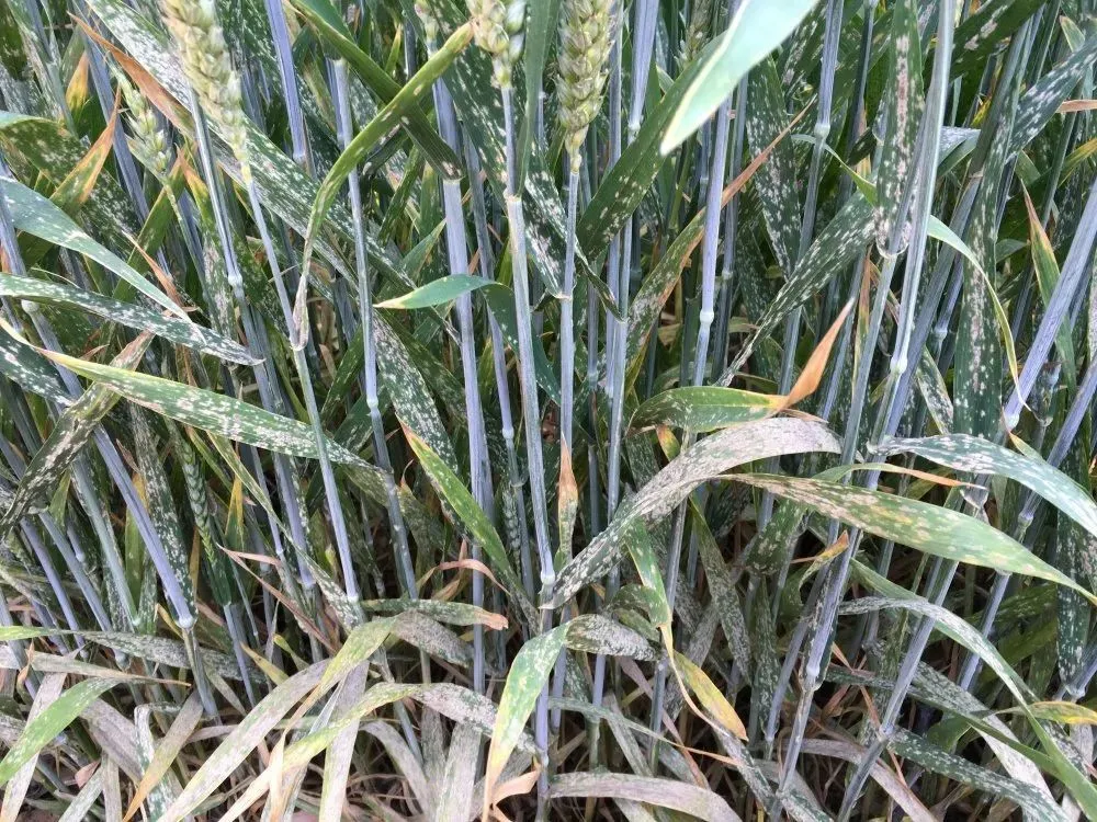 杀菌壮苗用叶侣小麦增产好伴侣