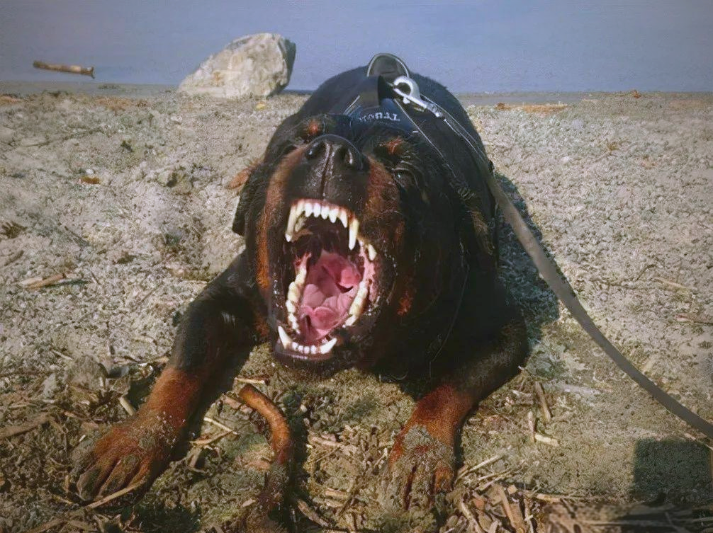 狗界中凶猛的犬种,被称为"狗中四煞",遇到它们躲为上策