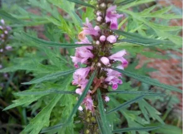 艾草开花是什么样子的?养殖艾草我们需要注意什么?