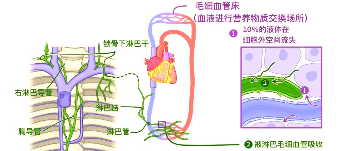 医学科普:深入解析人体淋巴系统的多重功能与结构