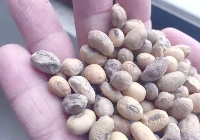 塑料桶中泡着的黄豆,水面上漂浮着一层厚厚的绿色霉斑,令人触目惊心