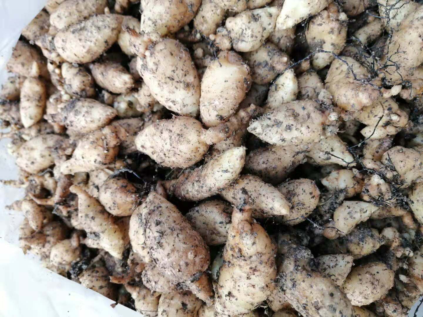 天麻- 热门商品专区