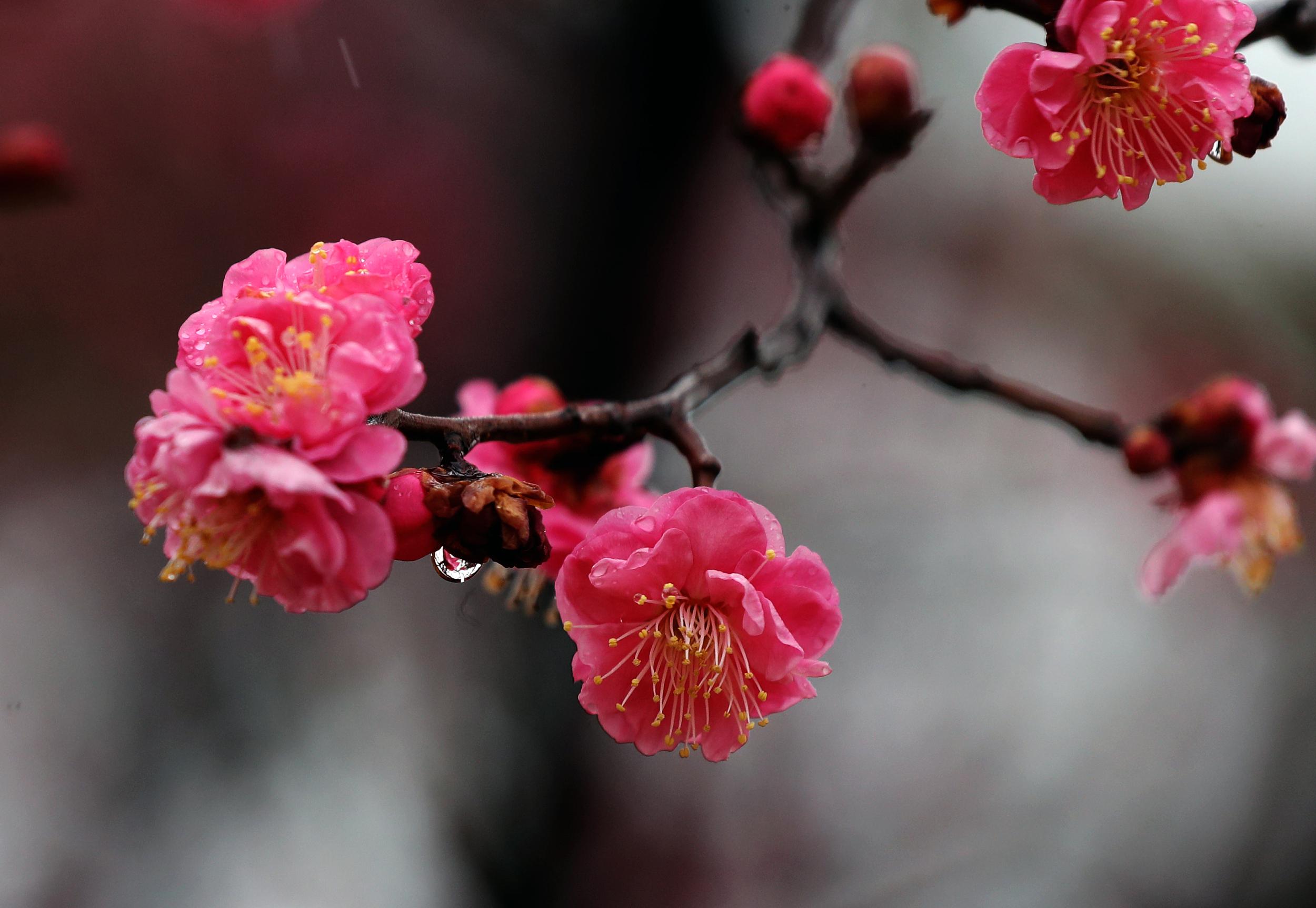 赞美雨后梅花图片