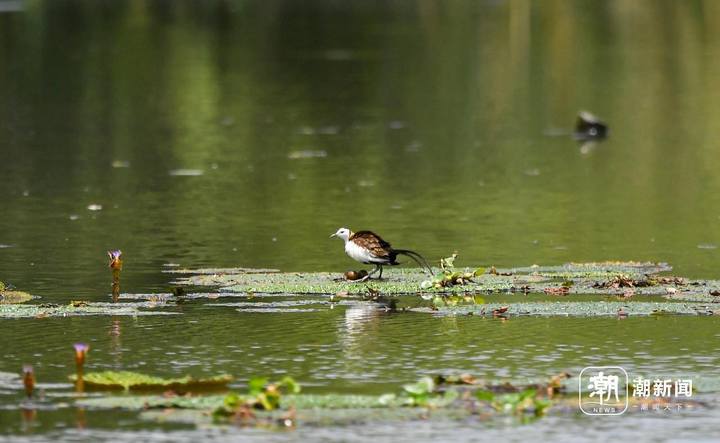 "凌波仙子"水雉在西溪湿地莲花滩成功繁殖