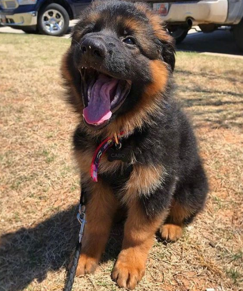 小德牧萌崽崽好可爱!趁它还没长大赶紧蹂躏