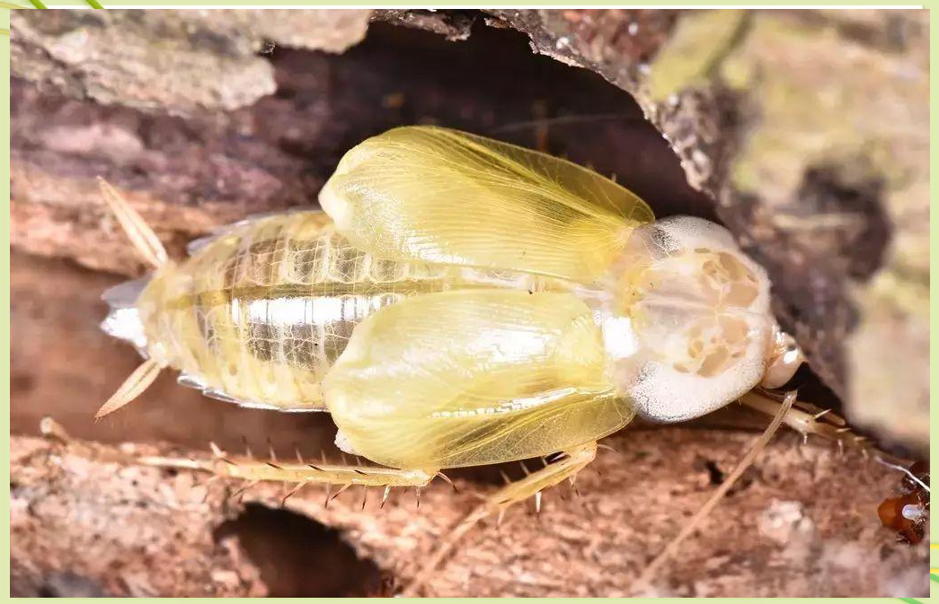 探索蟑螂世界:发现一只独特的纯白色小蟑螂