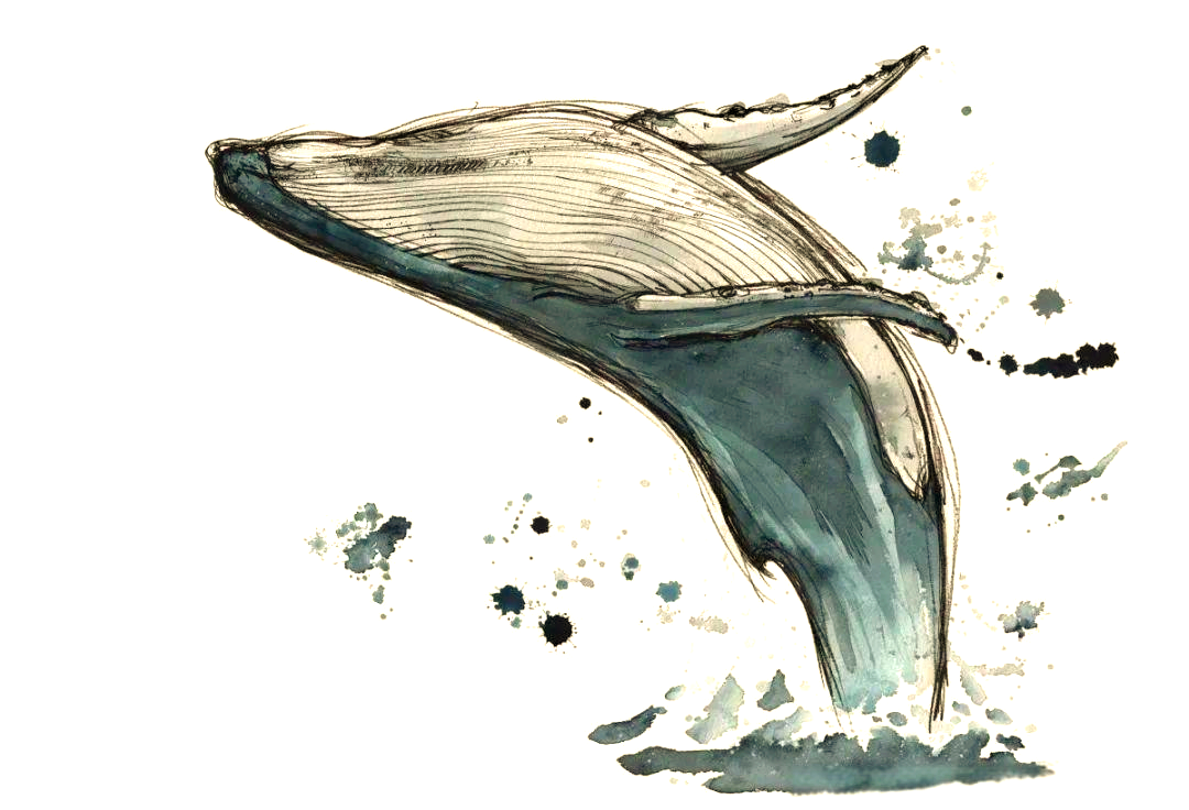 如何绘制令人印象深刻的鲸鱼素描集