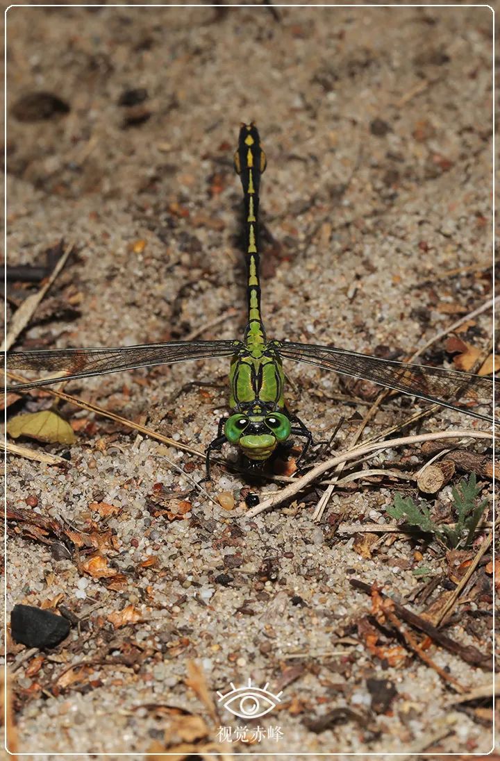 内蒙古赤峰市首次发现国家二级保护动物棘角蛇纹春蜓