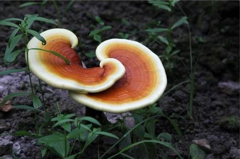 蘑菇食材知识科普(一-灵芝