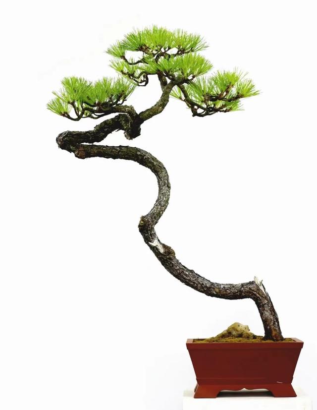 国家级盆景大师文人盆景作品赏析!高清大图