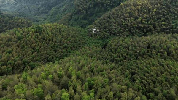 科技賦能·川蜀豐歌丨運(yùn)竹出山 無人機(jī)顯身手-有駕