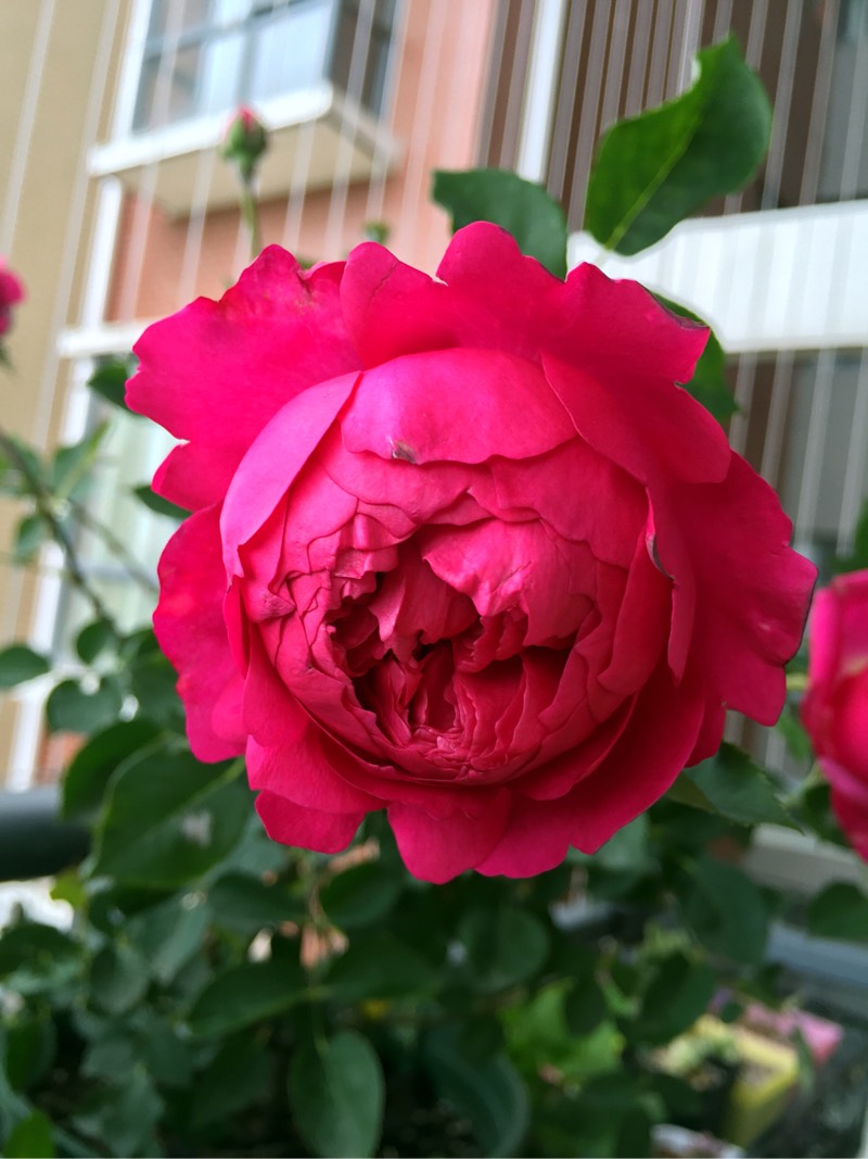 你的阳台还有位置吗?养棵"秋日胭脂",多季有花看,赏花又闻香