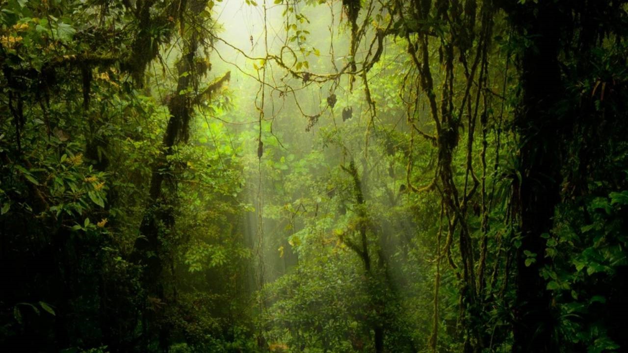 森林的开发和保护——以亚马孙热带雨林为例(第二课时)