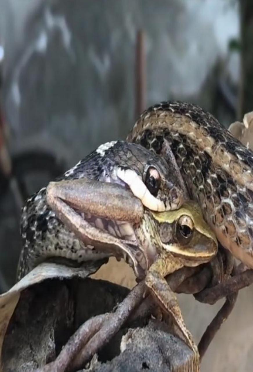 蛇吞象  本文并不代表小编赞同其观点和对其真实性负责.