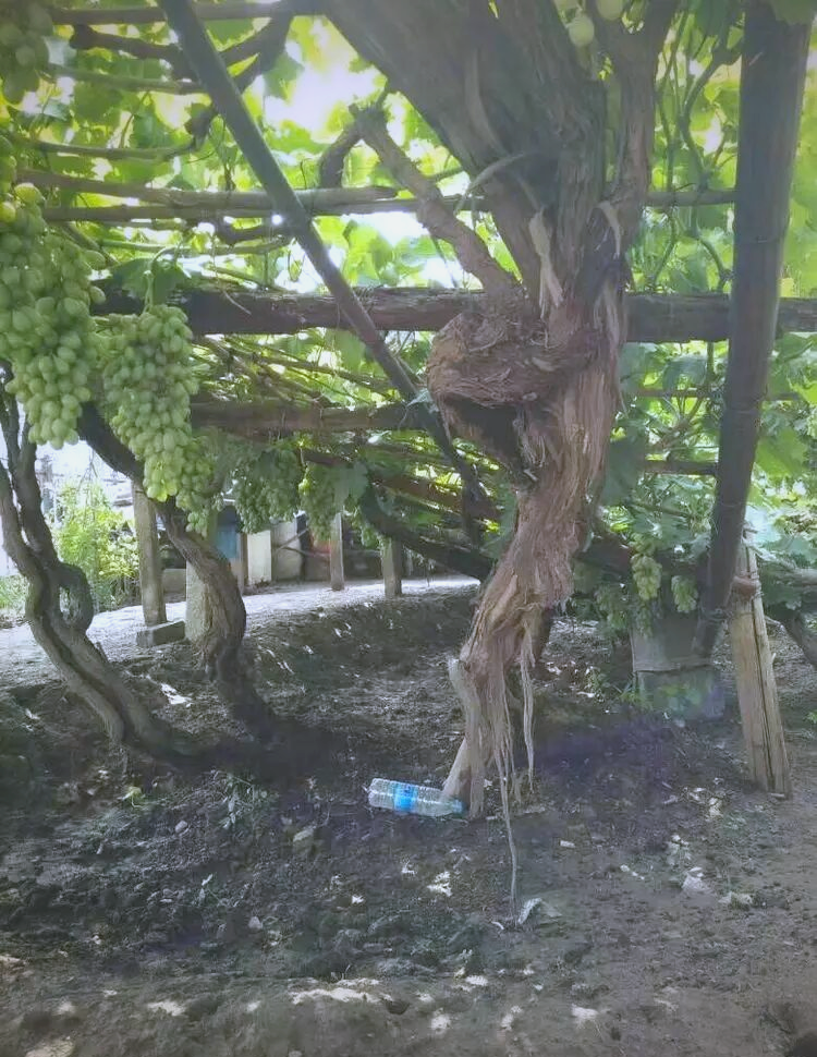 漏斗架葡萄:千年传承与不老奥秘