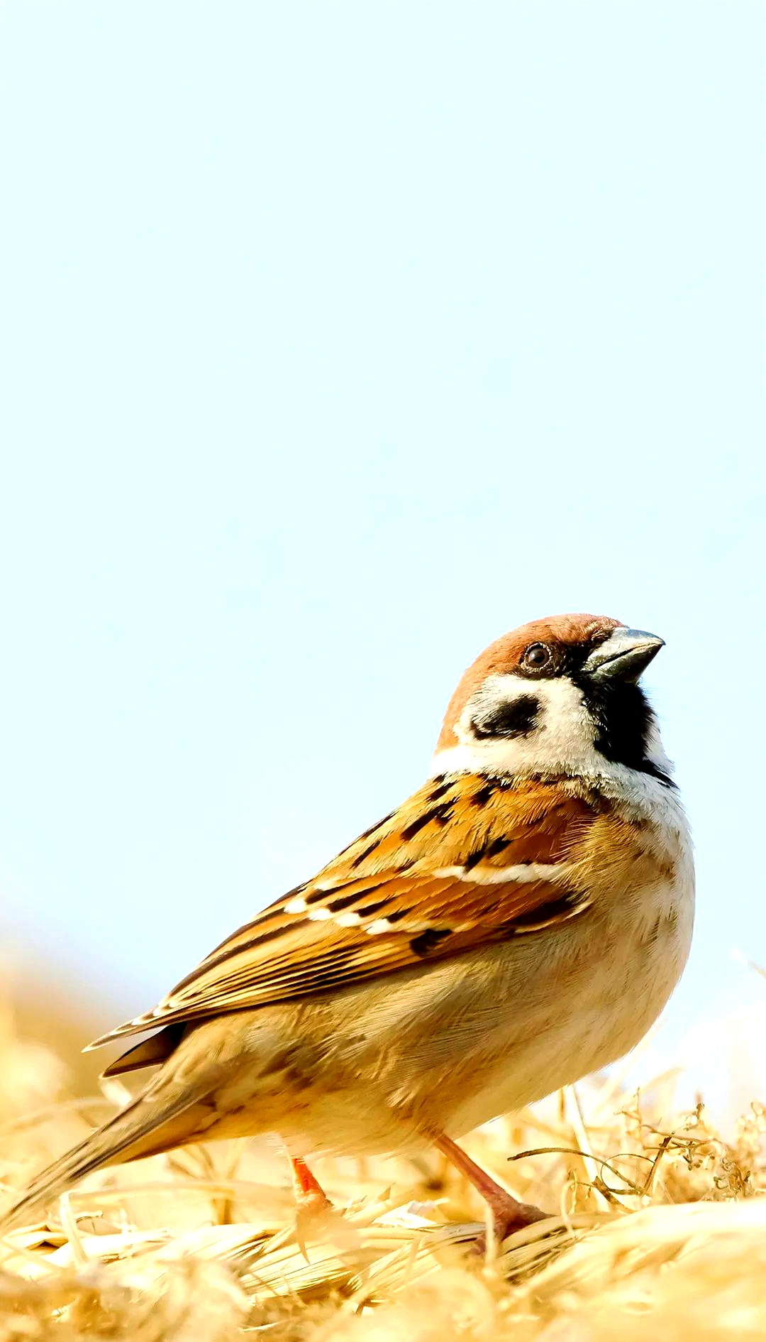 主播带你读课文:《麻雀》