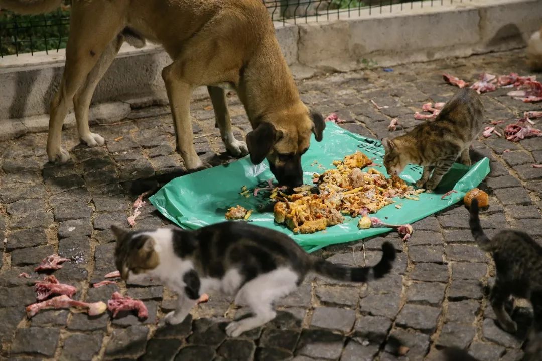 流浪狗和流浪猫在街边翻找食物残渣