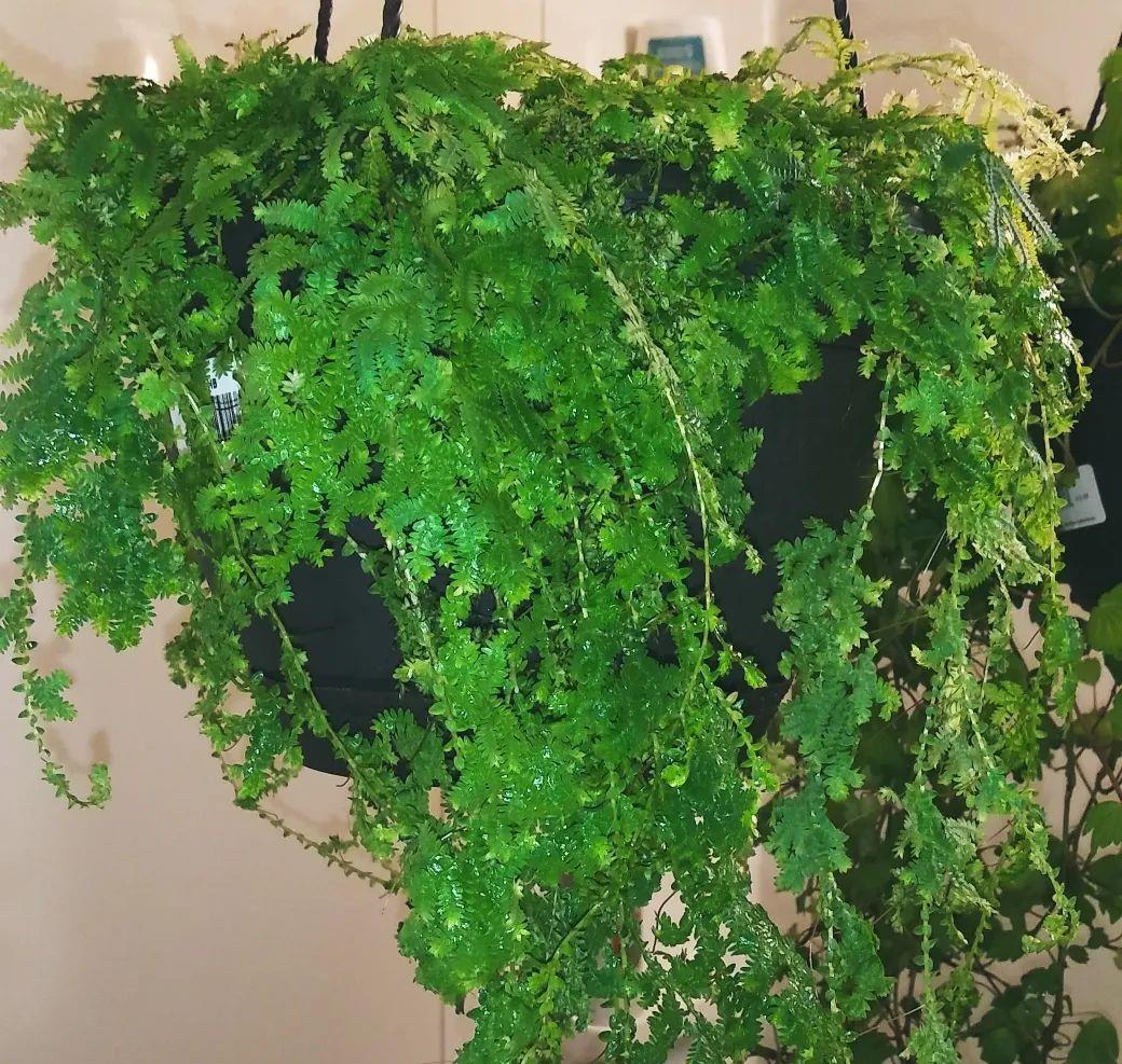 如蓝宝石一般的变色龙珊瑚蕨,喜阴好养,可垂盆生长