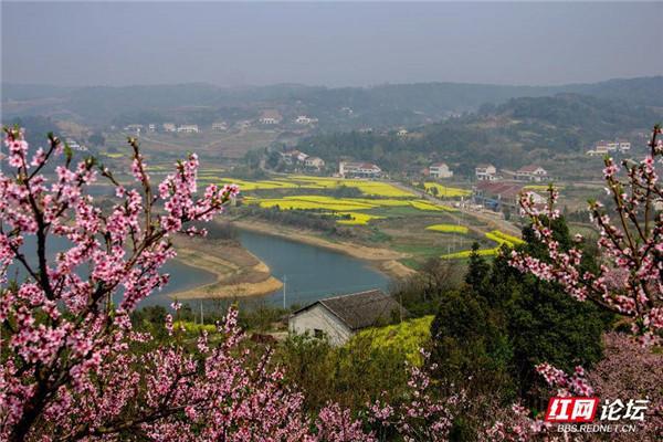 桃花朵朵温润向春,环绕片片田野农舍,真是"桃花源里可耕田"