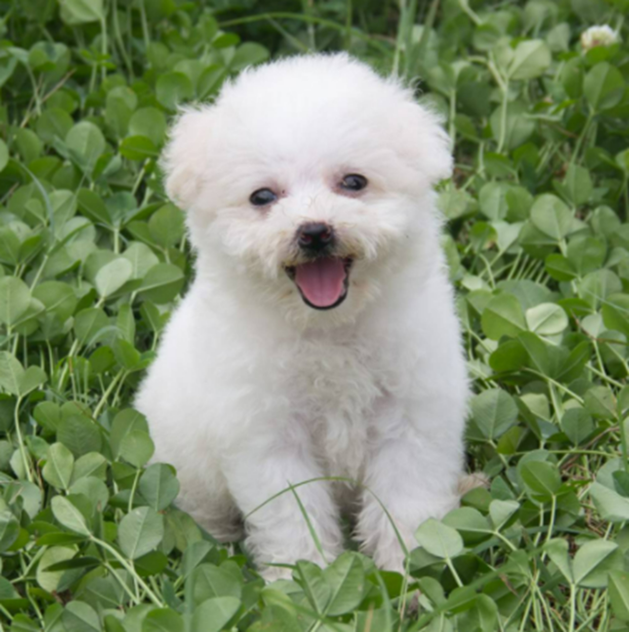 狗狗的种类及图片名称?