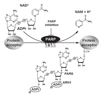 poly (adp-ribose) elisa試劑盒化驗原理&文獻參考