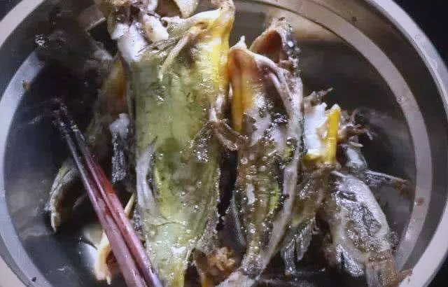 贵州角角鱼:美味诱惑与钓食乐趣的完美结合