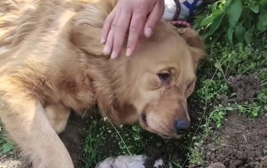 金毛难产,两只小狗夭折,奶狗入土时,狗妈趴地上"哭泣"