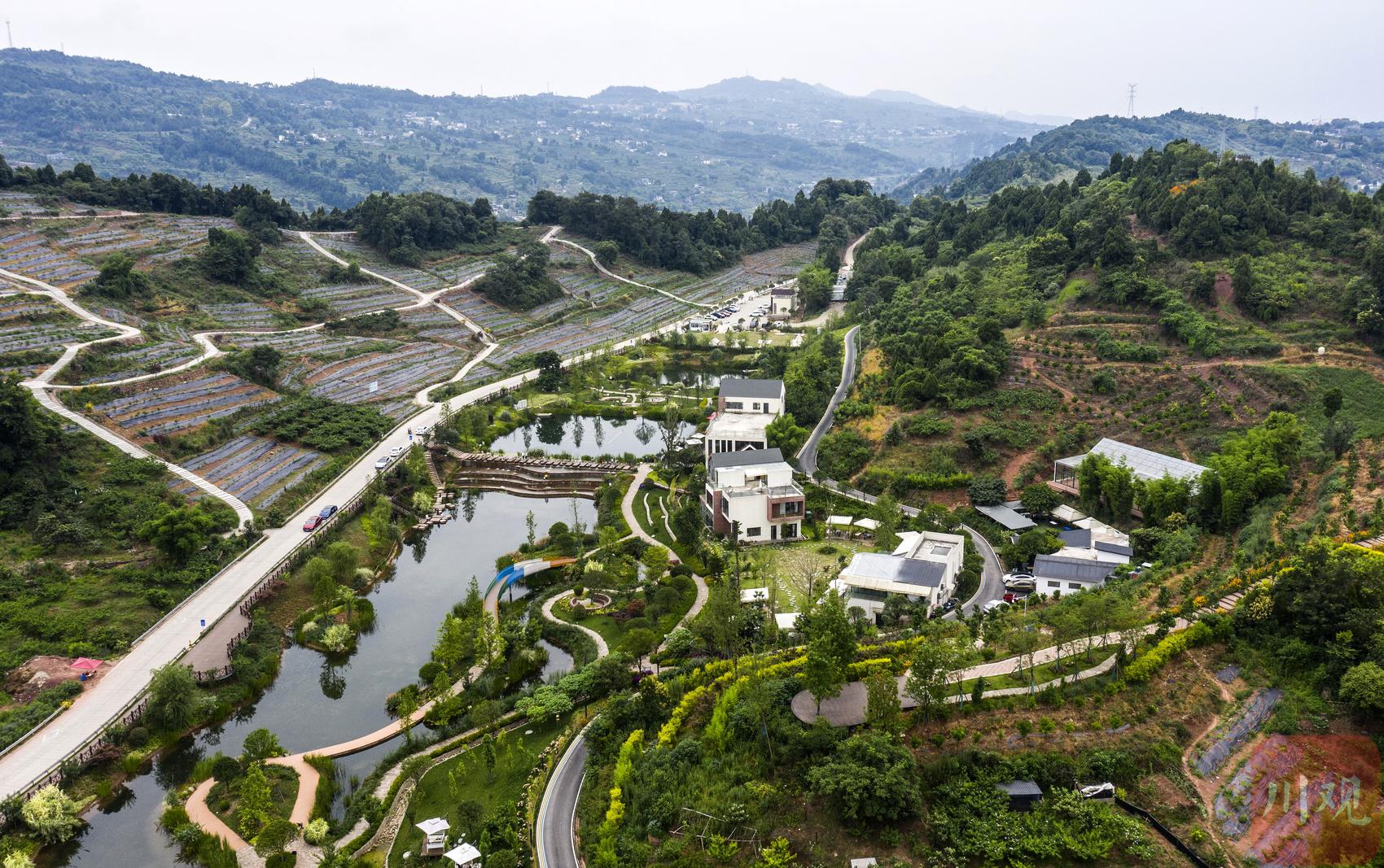 在成都龙泉山脚有一道南北绵延30余千米的细长水蜜桃风景带,这里是