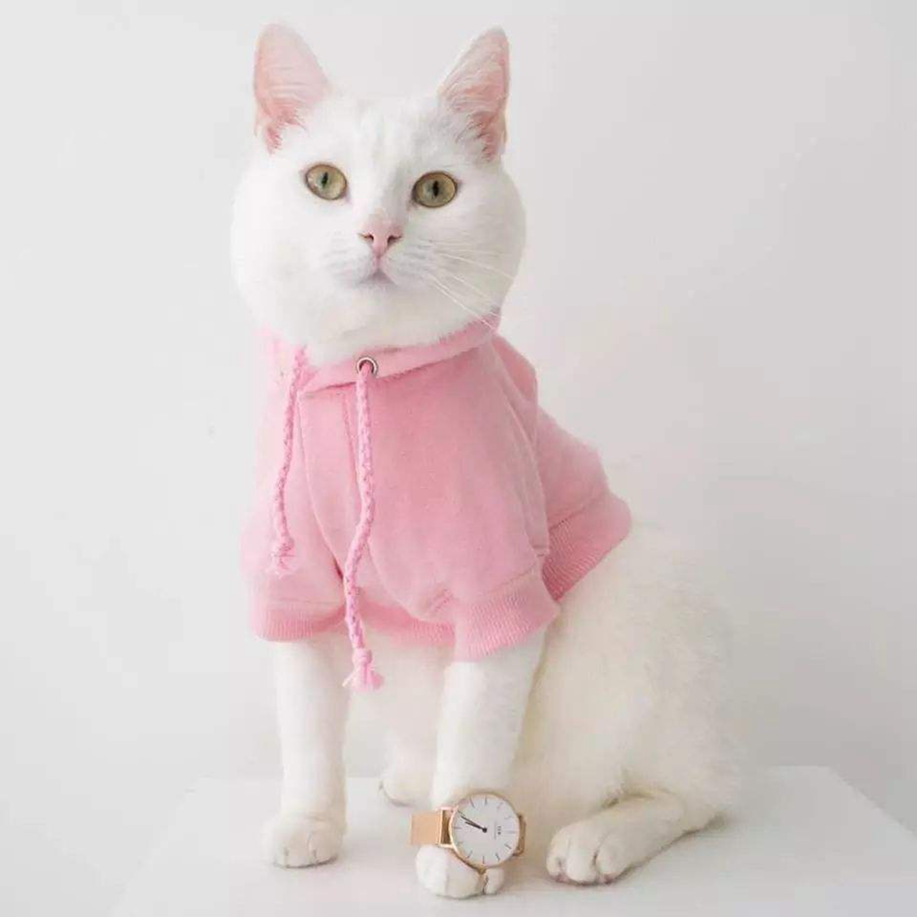 猫咪需要穿衣服吗?猫需要出去遛吗?