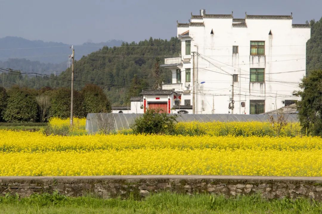 图|婺源漳村随手拍春天