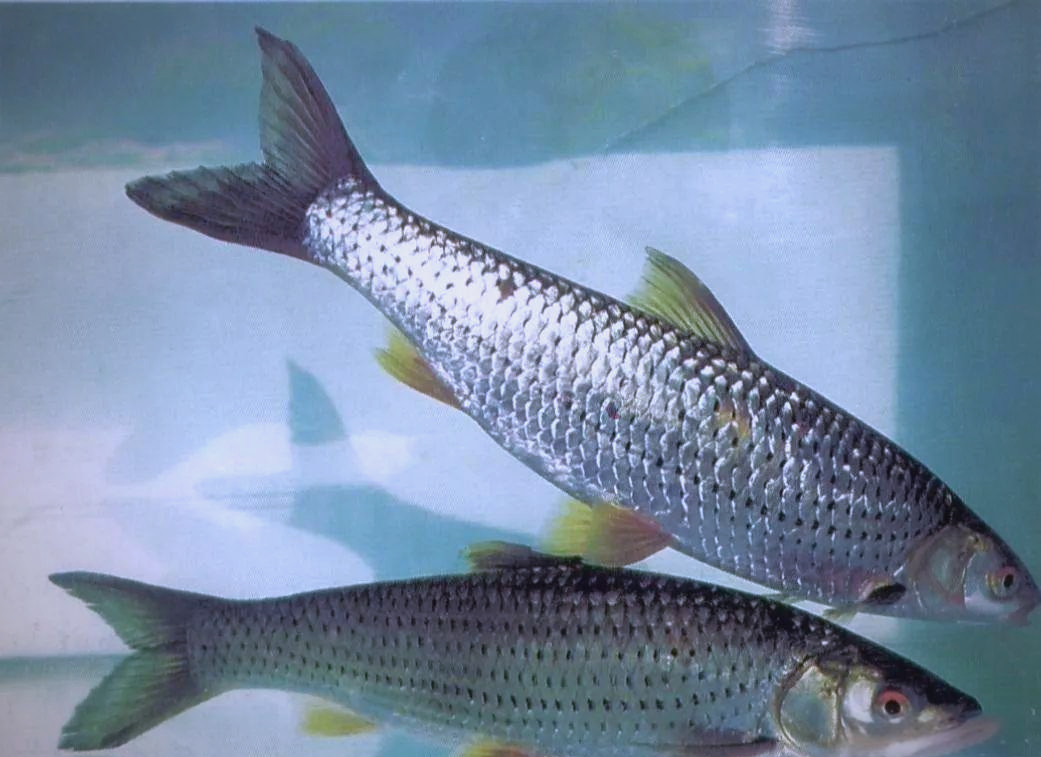 东北淡水鱼大揭秘:从三花五罗到十八子