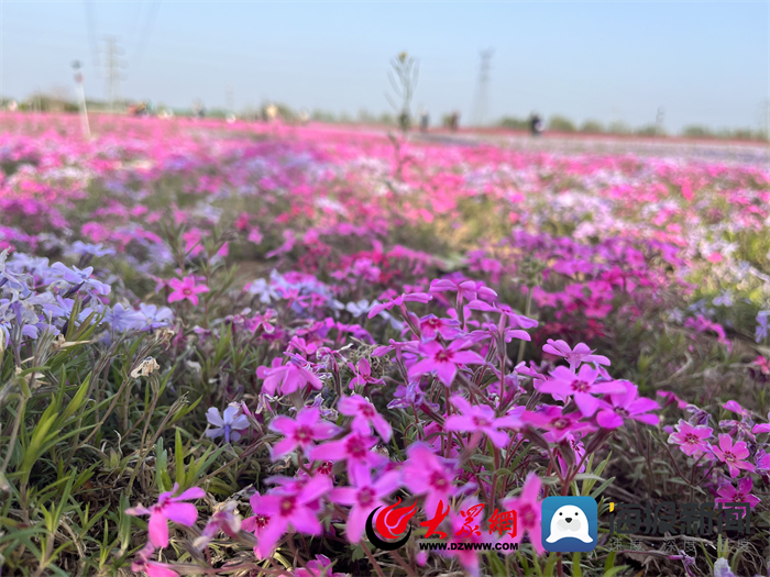县委书记"打卡"网红地 单县百亩芝樱花海走红