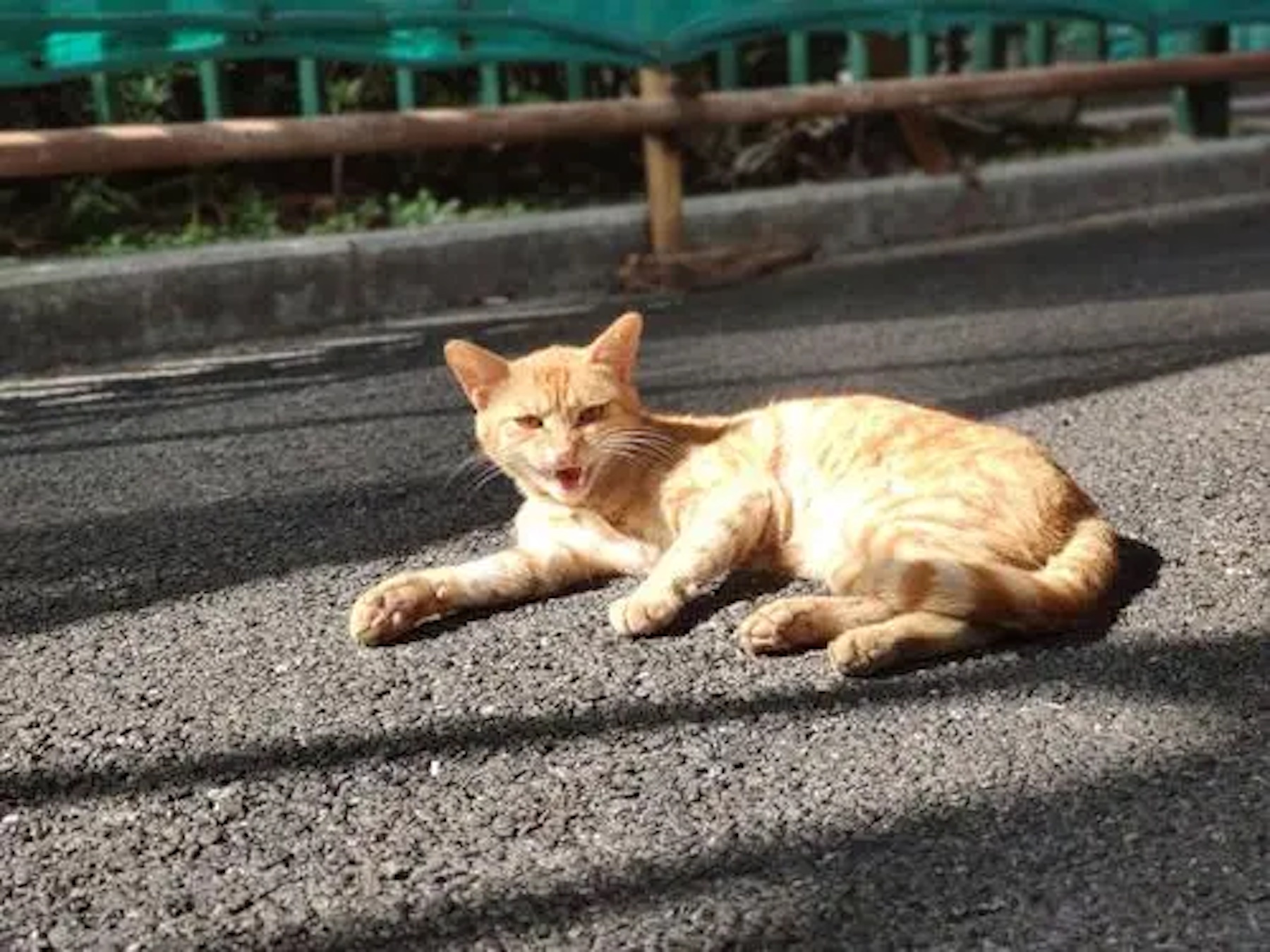 流浪猫蹭了裤子要换吗?流浪小猫咪可以带回家吗?