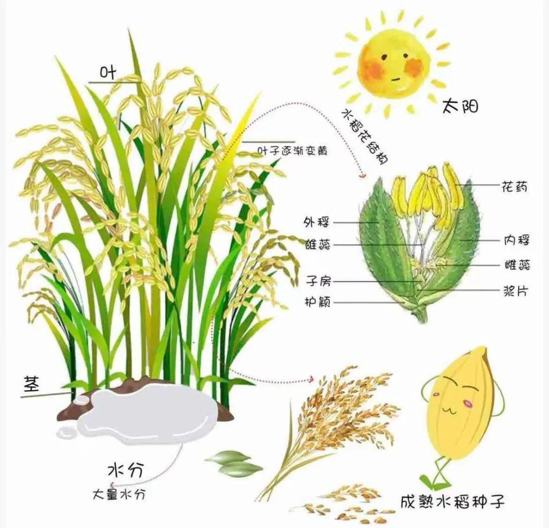 稻子的结构图图片