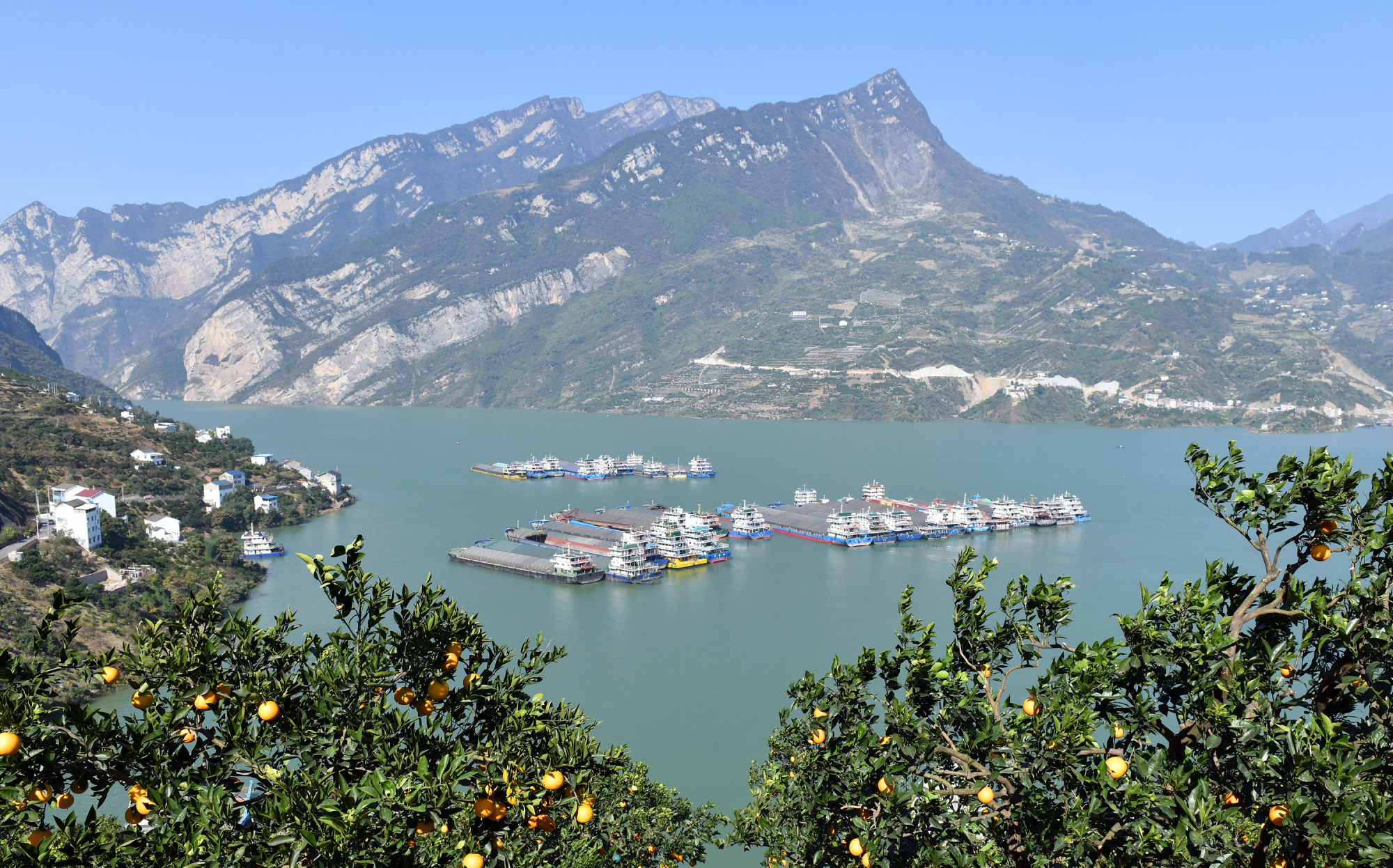 湖北秭归:橙黄橘绿映峡江