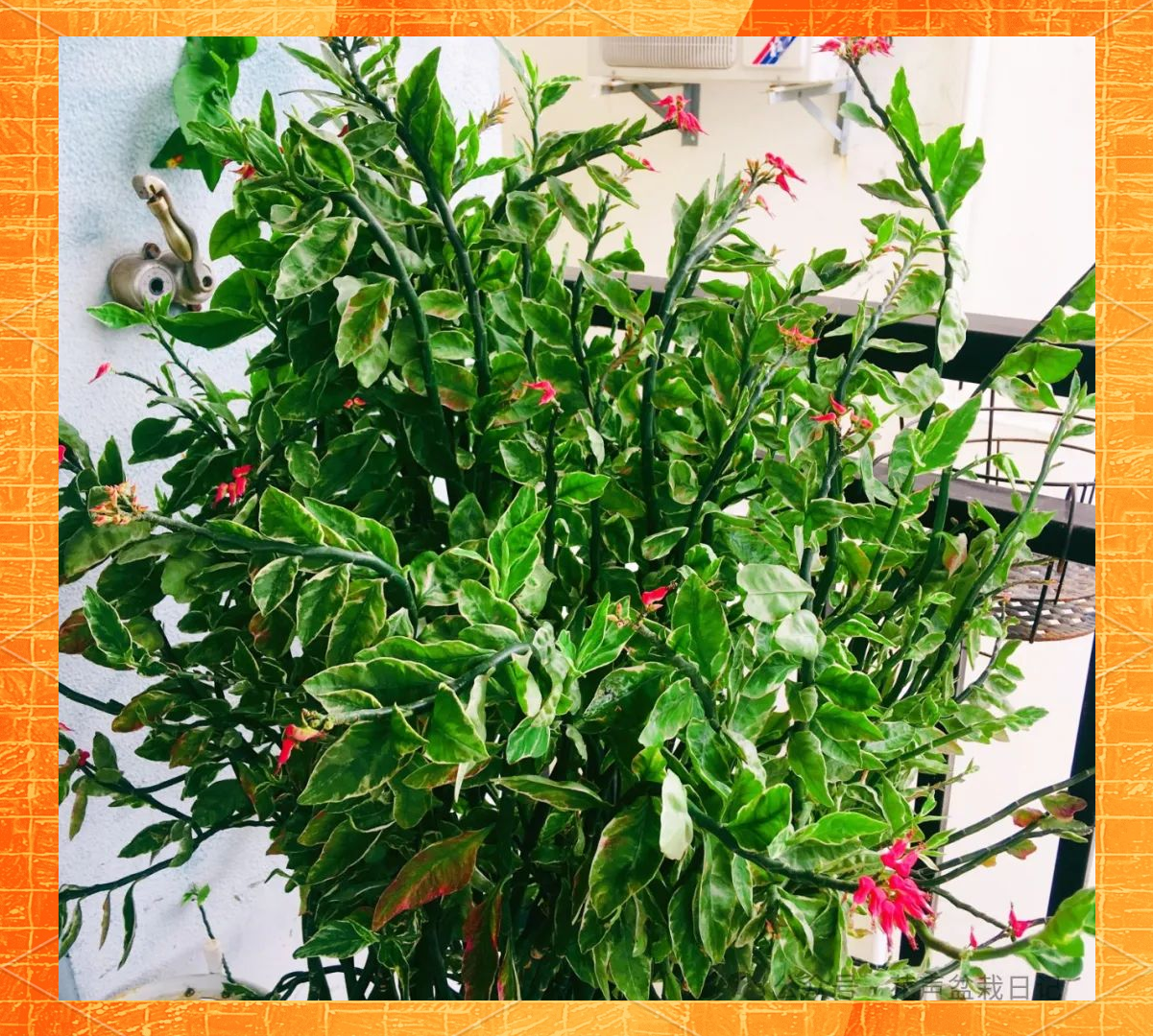 红雀珊瑚:室内外两相宜的绿色精灵