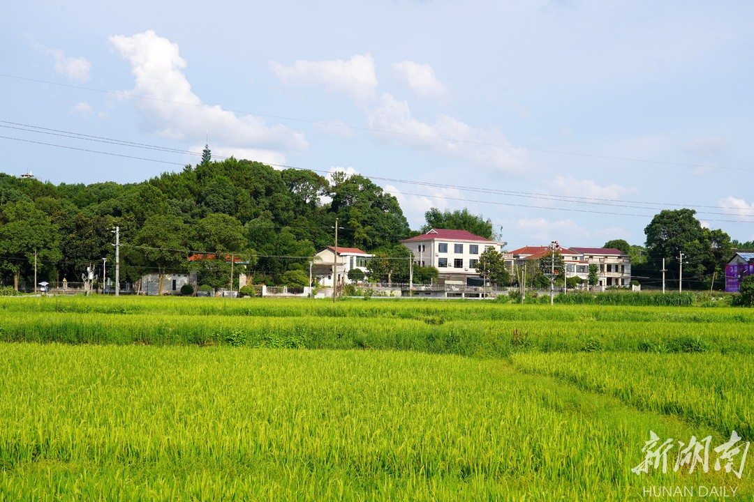 弼时镇:红色热土别样春