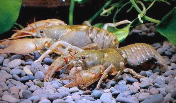 蝲蛄虾:长相独特,营养丰富的本土虾类,常被误认为外来入侵物种