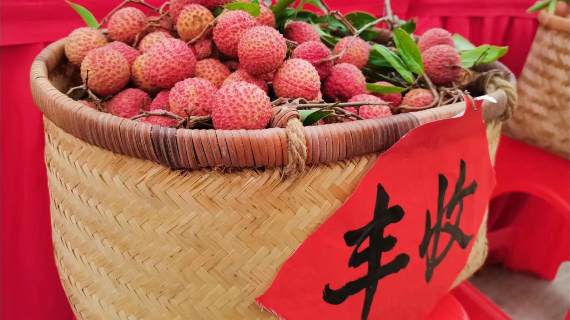 视频|带你打卡2023罗定荔枝节