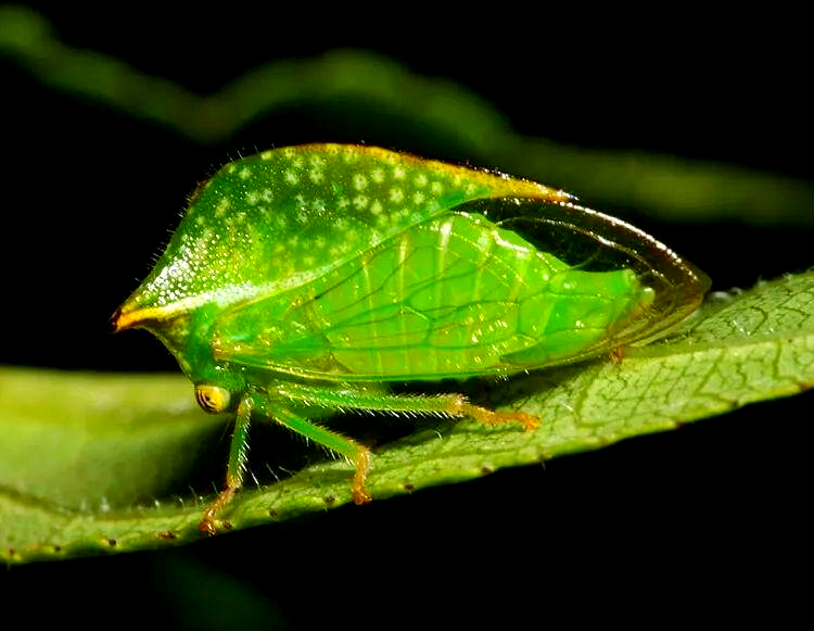 揭秘角蝉科的奇妙世界:从外观到生态习性全面了解