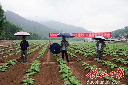 昌宁耈街乡现场培训烤烟揭膜培土