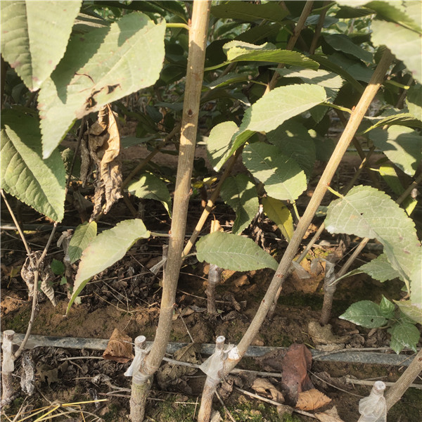 晚熟新品种塔玛拉樱桃苗品种特点,果个大,甜度高