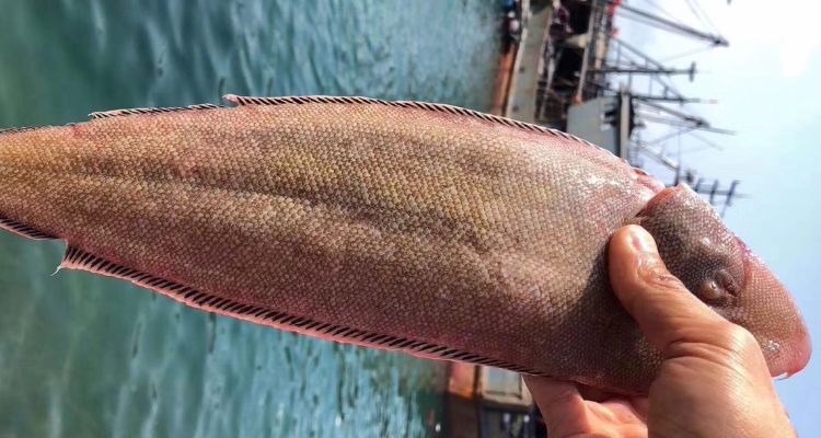 踏板鱼是龙利鱼吗